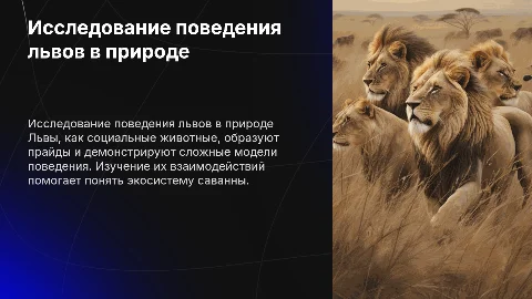 Поведение львов