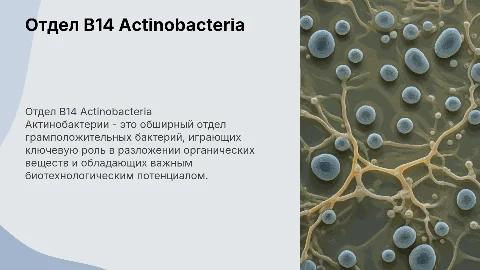 Отдел B14 Actinobacteria
