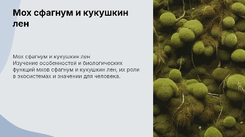 мох сфагнум и мох кукушкин лен
