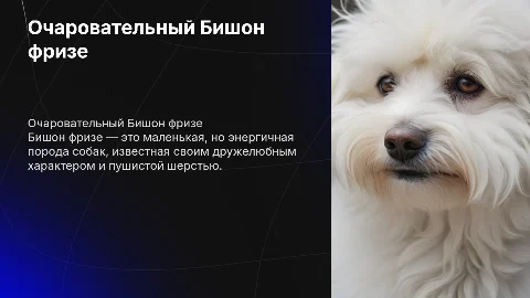Бишон фризе