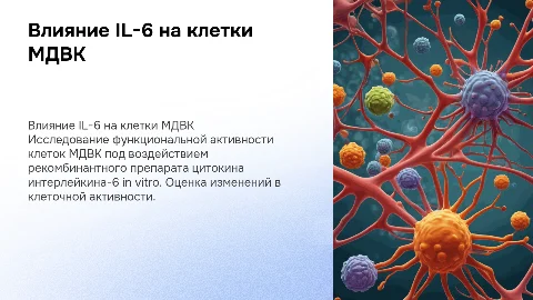 Влияние IL-6 на функциональную активность клеток MДBK