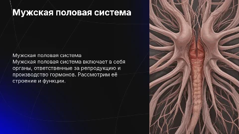 Мужская половая система