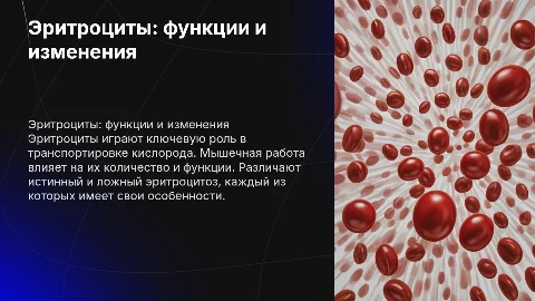 Эритроциты: функции, количество и изменения при нагрузке