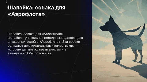 Шалайка: уникальная порода собак для «Аэрофлота»