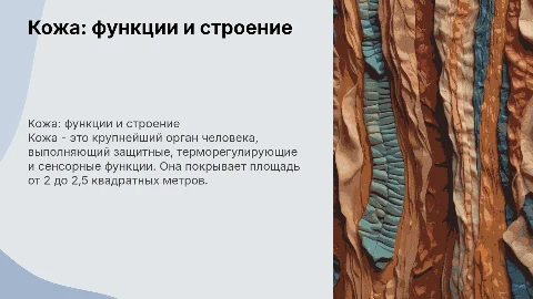 Кожа — функции и строение: важный орган человека