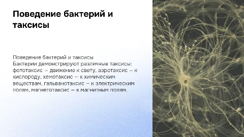 Поведение бактерий. Фото-, аэро-, хемо-, гальвано-, магнетотаксисы