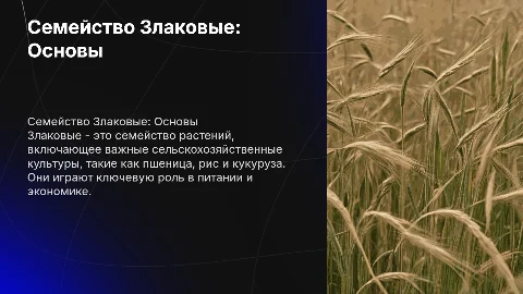Семейство Злаковые