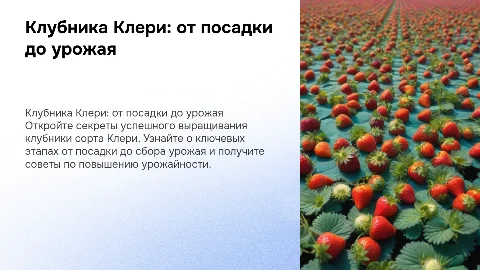 клубника клери от посадки до урожая