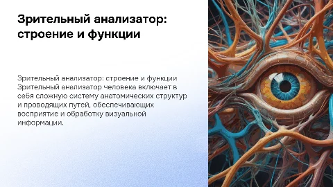 Зрительный анализатор. Анатомическое строение и проводящий путь