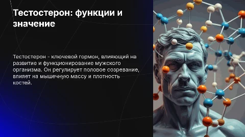 Тестостерон: функции и значение