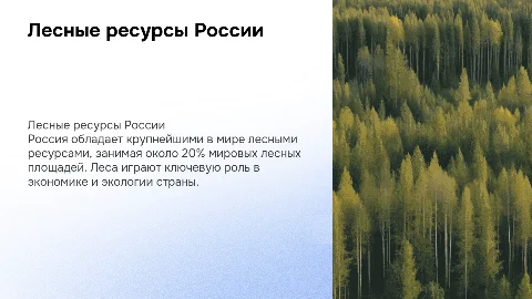 лесные ресурсы россии