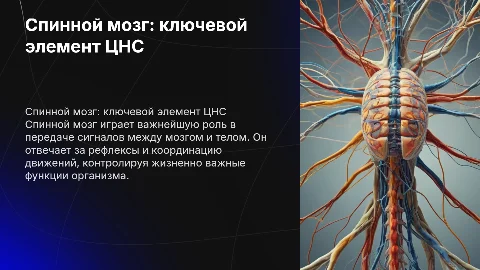 Спинной мозг,важнейший компонент центральной нервной системы