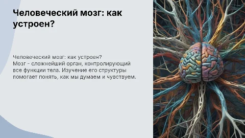 человеческий мозг.-как устроен?
