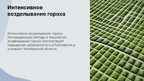 Внедрение интенсивной технологии возделывания гороха