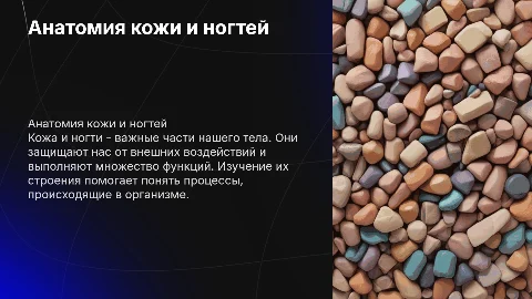 Анатомическое строение кожи и ногтевого аппаратта