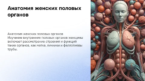 Анатомия внутренних половых органов женщины
