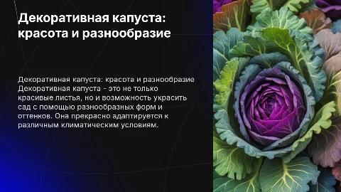 Декоративная капуста