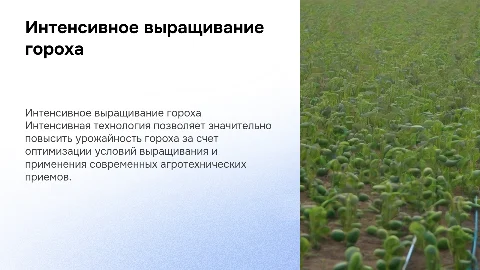 Особенности интенсивной технологии выращивания гороха
