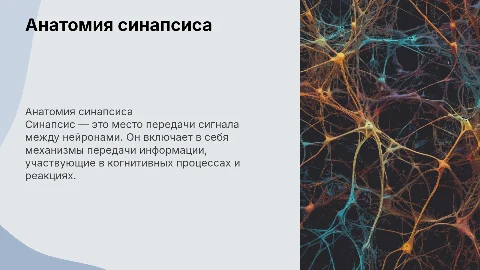 синапсис анатомия