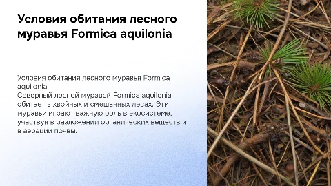 Условия обитания северного лесного муравья Formica aquilonia
