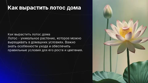 лотос в домашних условиях