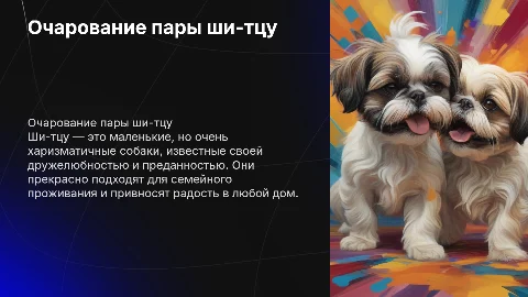 презентация пары собак породы ши-тцу