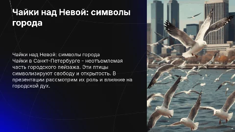 Чайки в Питере