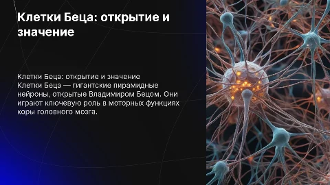 Презентация по гистологии: клетки Беца и их значение