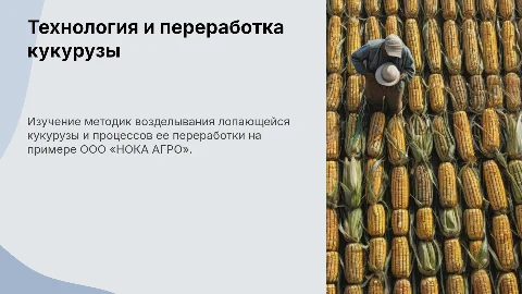 Технология возделывания и переработки кукурузы в ООО 'НОКА АГРО'
