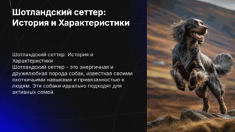 Шотландский сеттер