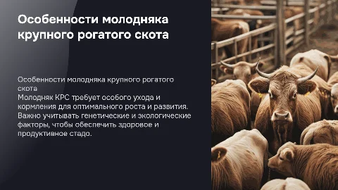 молодняк крс