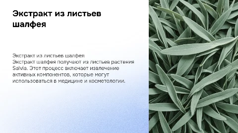 Экстракт шалфея. Получение экстракта из листьев шалфея