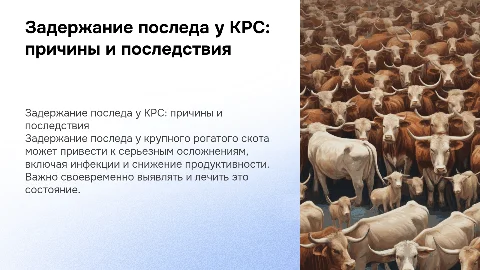 задержание последа у крупного рогатого скота