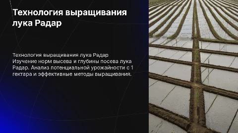 Выращивание лука Радар: технология и урожайность с гектара