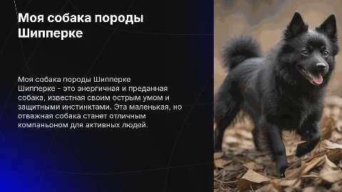 Моя собака Шипперке