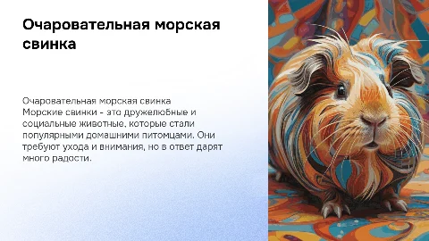 Морская свинка