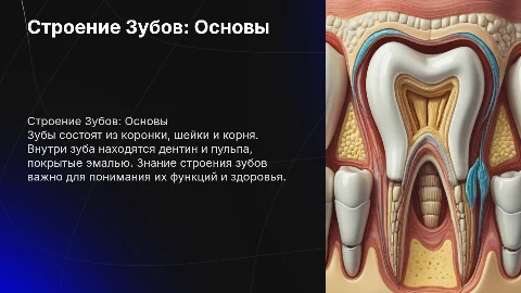 строение зубов