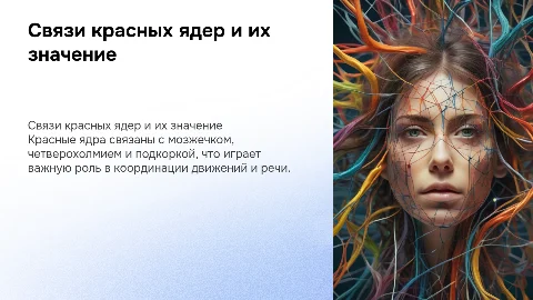 Связи красных ядер с мозжечком и их значение для речи