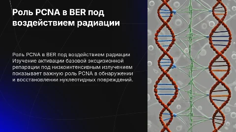 Активация базовой эксцизионной репарации (BER) и роль PCNA