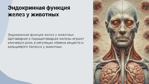 Эндокринная функция щитовидной и паращитовидной железы животных