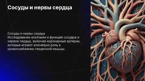 Сосуды и нервы сердца. Коронарные артерии