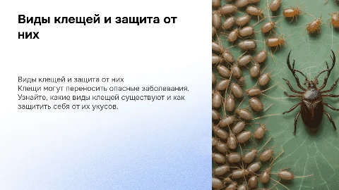 Виды клещей и как от них уберечься