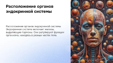 расположение органов внутренней секреции