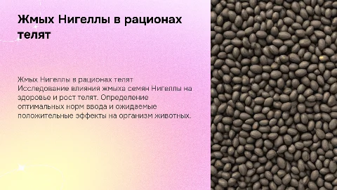Использование жмыха семян Нигеллы в рационах телят
