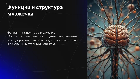 мозжечок