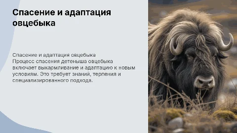 Спасение и адаптация детеныша овцебыка: процесс и методы