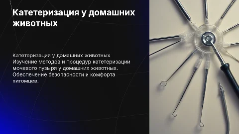 Катетеризация мочевого пузыря у домашних животных