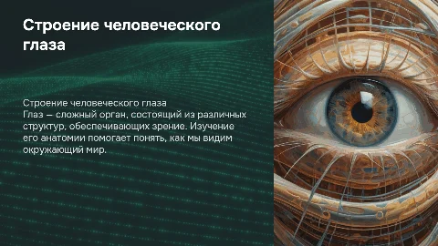 глаз человека, его строение, подробно