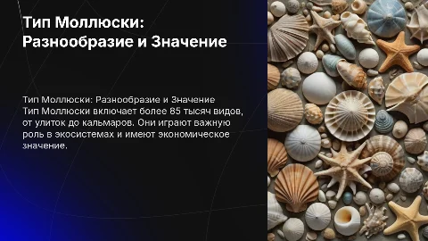 Тип Моллюски