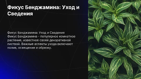 фикус бенджамина общие сведения и уход